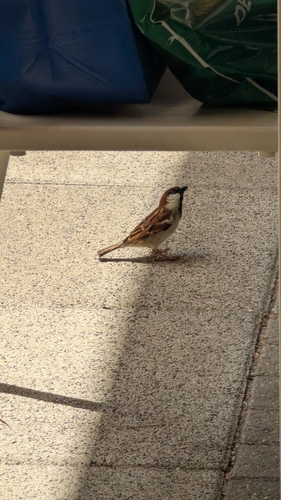 Italian Sparrow
