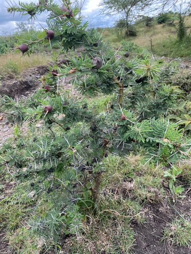 whistling thorn