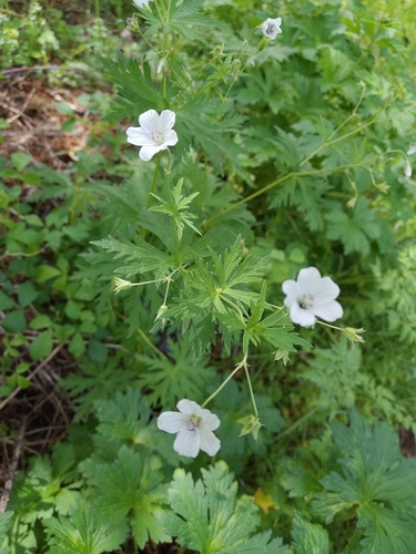 Geranium rivulare