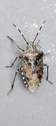 Mottled Stink Bug