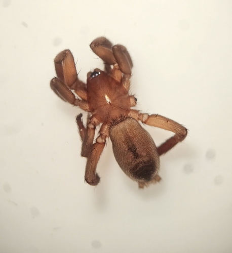 Drassyllus aprilinus photo 4
