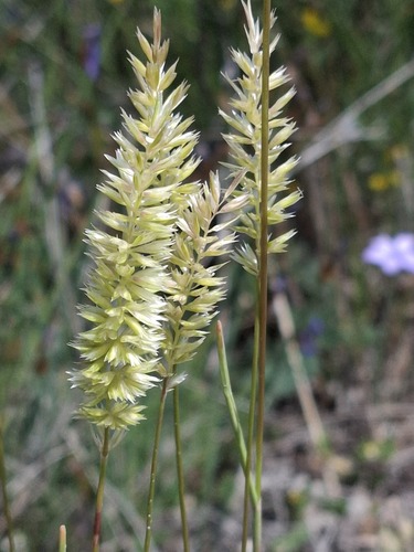 Koeleria vallesiana, 2026-05-30