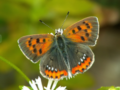 Lycaena phlaeas daimio