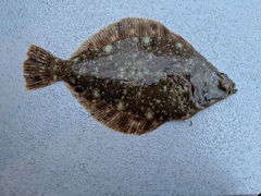 Lepidopsetta bilineata