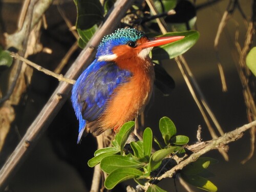 iNaturalist image