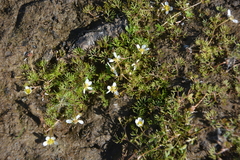 Ranunculus confervoides