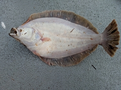 Lepidopsetta bilineata