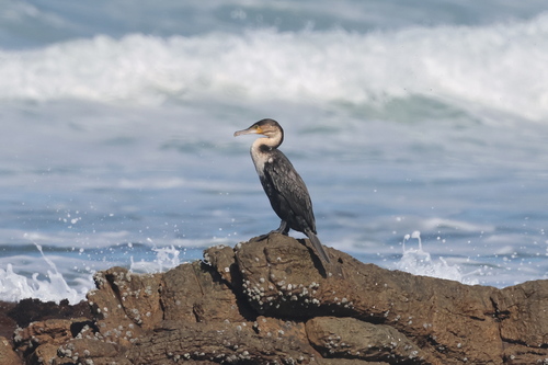 iNaturalist image