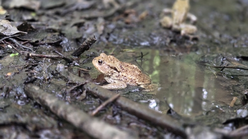European Toad