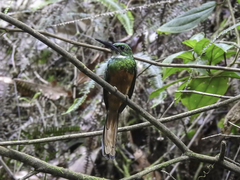 Galbula ruficauda melanogenia