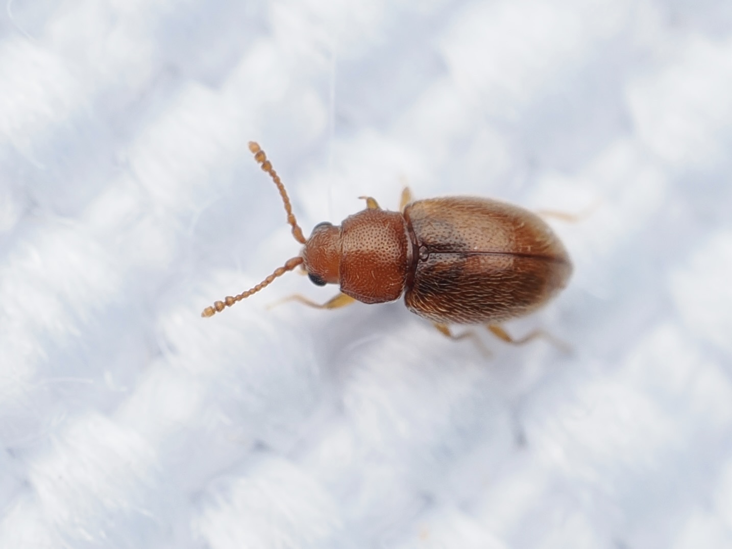 Atomaria lewisi