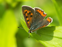 Lycaena phlaeas daimio