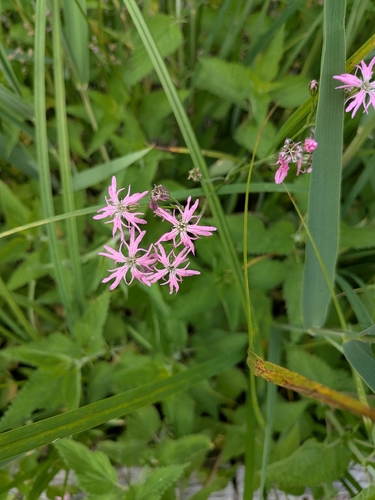ragged-robin