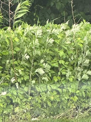 common mugwort
