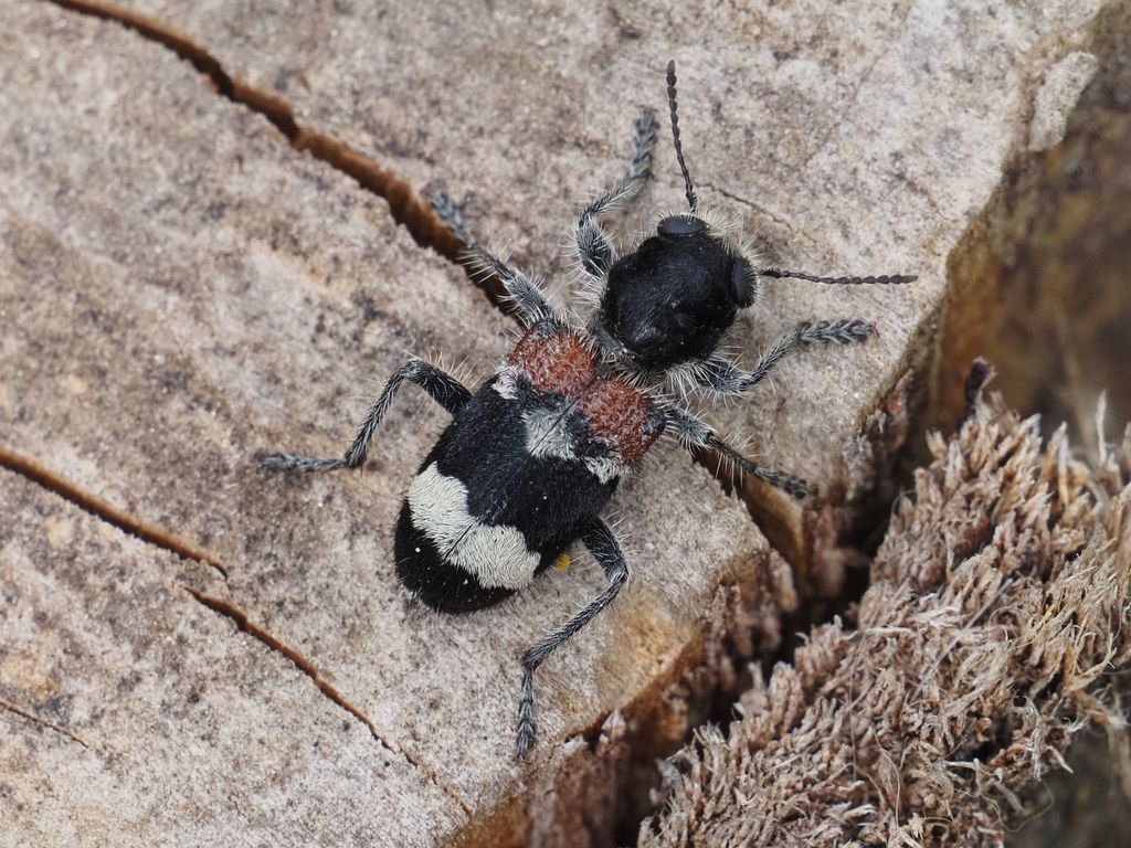Clerus mutillarius