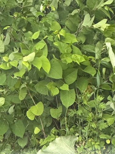 Japanese knotweed