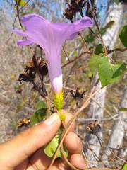 Ipomoea crinicalyx