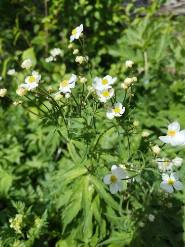 Ranunculus aconitifolius, photograph 6