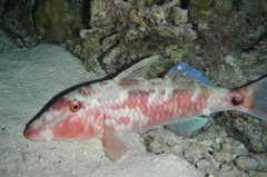 Band-Dot Goatfish photo 3