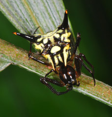 Micrathena acuta