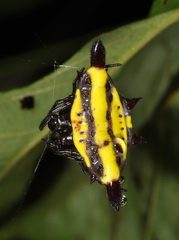 Gasteracantha sturi