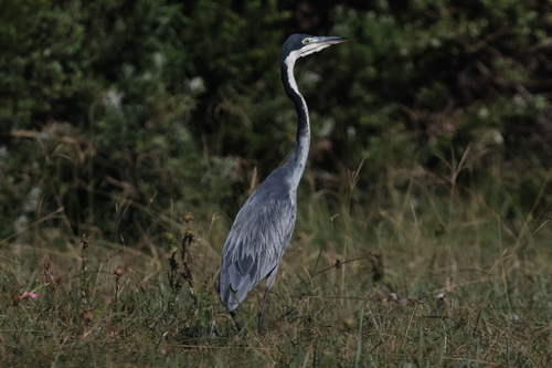 iNaturalist image