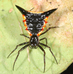 Micrathena pungens