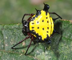 Actinacantha globulata