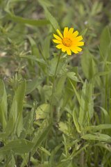 Amblyolepis setigera