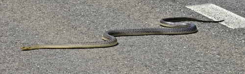 Aesculapian Snake