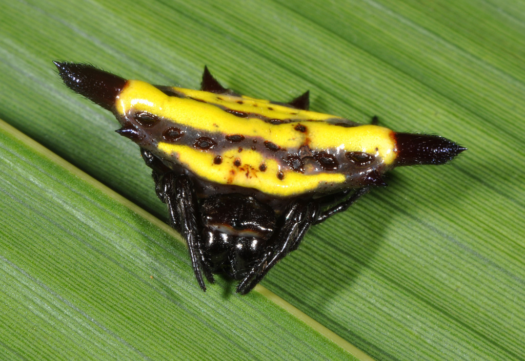 Gasteracantha sturi