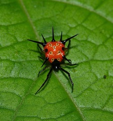 Phoroncidia thwaitesi