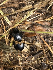 Pasimachus elongatus