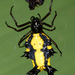 Micrathena lepidoptera - Photo (c) artanker, some rights reserved (CC BY-NC), uploaded by artanker