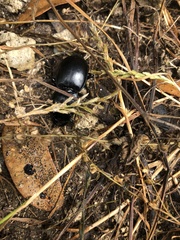 Pasimachus elongatus