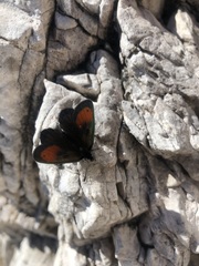 Erebia gorge