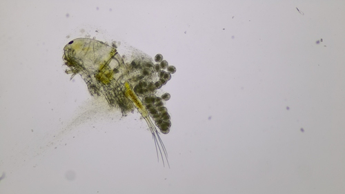Eucyclops macrurus