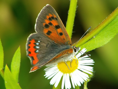 Lycaena phlaeas daimio