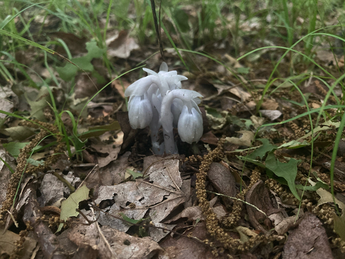 Ghost Pipe