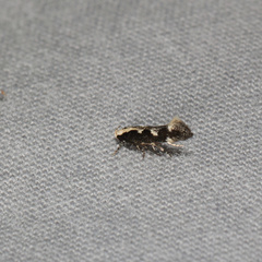 Agnippe prunifoliella
