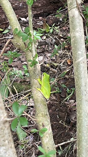 Featured image for “Green Treefrog”