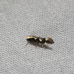 Agnippe prunifoliella