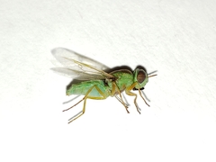 Hedriodiscus trivittatus