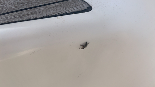 Fencepost jumping spider