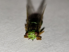 Hedriodiscus trivittatus