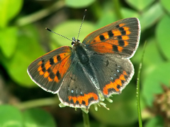 Lycaena phlaeas daimio