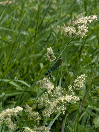Banded Demoiselle