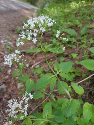 Valeriana tripteris, photograph 4