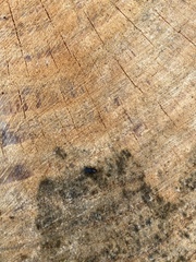 Dendroctonus terebrans