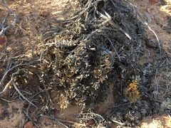 Astroloba rubriflora